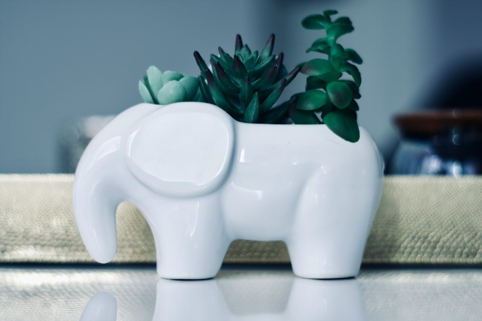 succulents in elephant shape pot